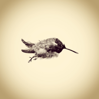 Illustration for article titled Only an iPhone Was Used to Create This Archive of Backyard Wildlife